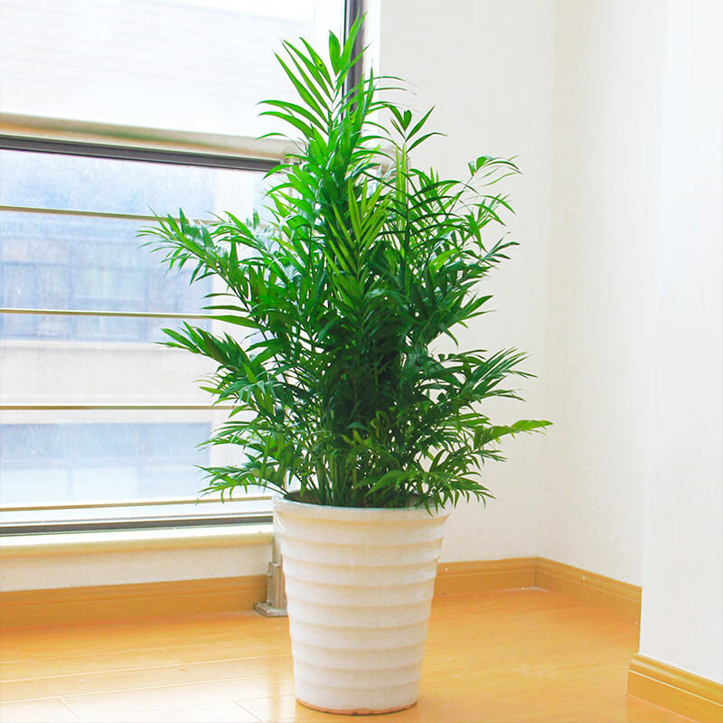多瑙梦富贵椰子盆栽 大型客厅室内卧室除甲醛散尾葵植物北欧凤尾竹