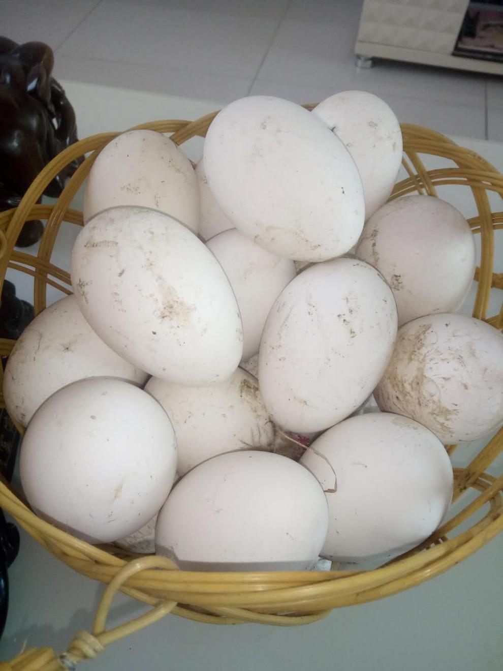 农家新鲜土鹅蛋 无饲料 孕妇 去胎毒 12个125克以上