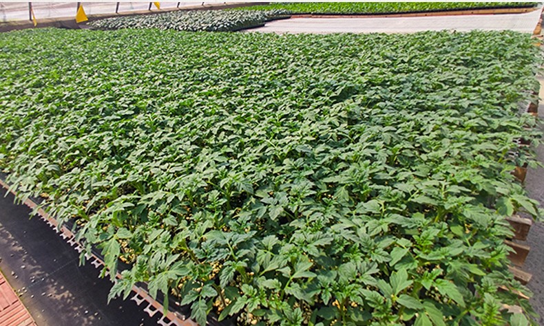 朵咔园艺水果黄瓜籽种满地爬苗秧旱黄瓜种子老大小白黄瓜种孑大全高产