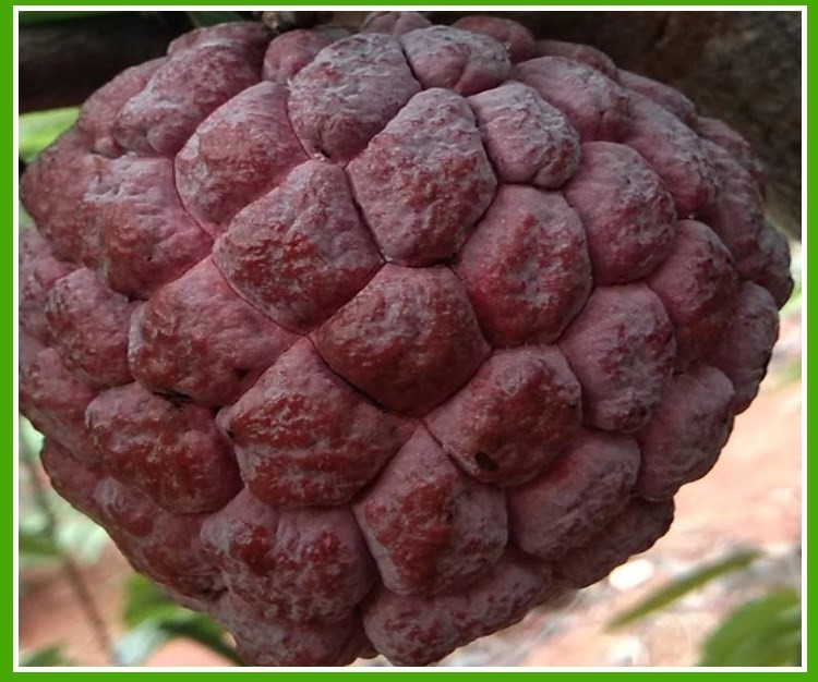 顺丰空运紫色红玫瑰释迦果3斤5斤新鲜海南番荔枝牛奶释迦果佛心孕妇