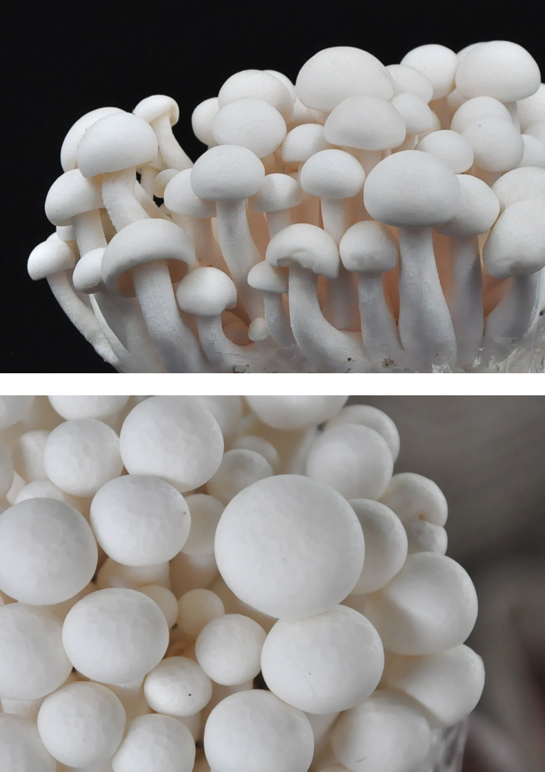 茗羽珺玥 白玉菇菌包海鲜菇食用菌蘑菇阳台趣味家庭养殖种植农产品