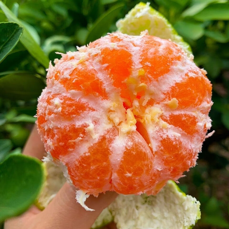 云南小蜜橘9斤酸甜可口普通包装