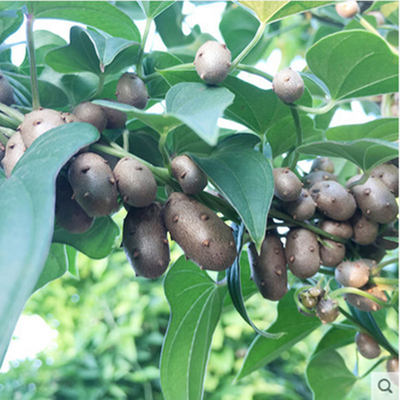 精品山药豆小白嘴山药豆淮山药豆农家精选山药豆新货上市小白嘴大豆5