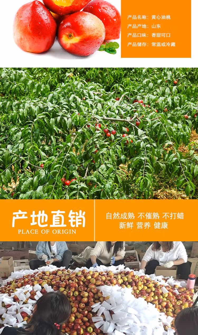 皓谦 黄心油桃脆甜大桃子新鲜水果当季整箱山东黄肉桃子孕妇蜜脆桃 油桃 5斤 精选果
