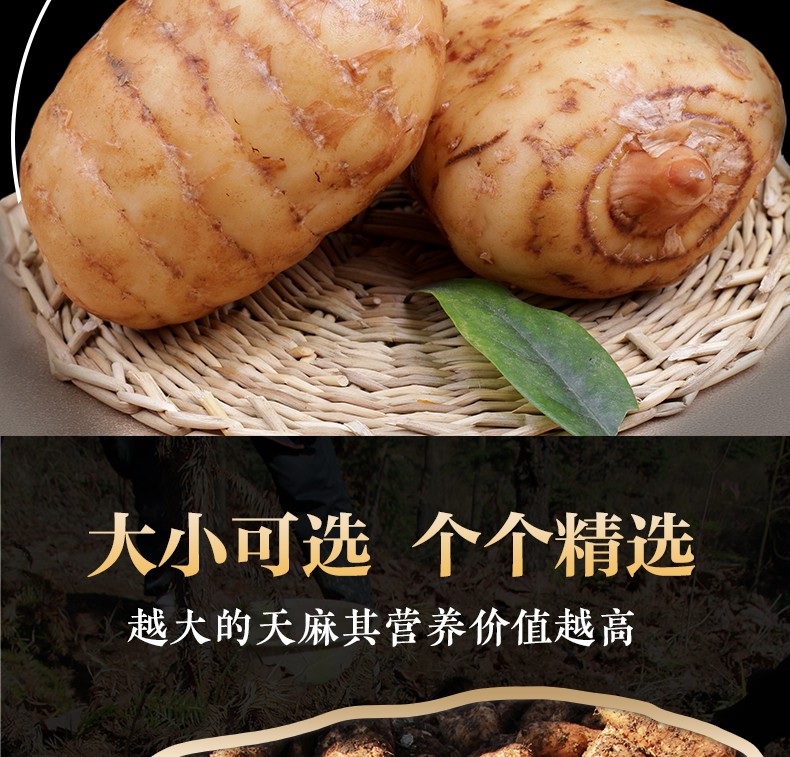 云南昭通新鲜天麻小草坝产地现挖直发鲜天麻野生贵州冬麻推荐12个左右
