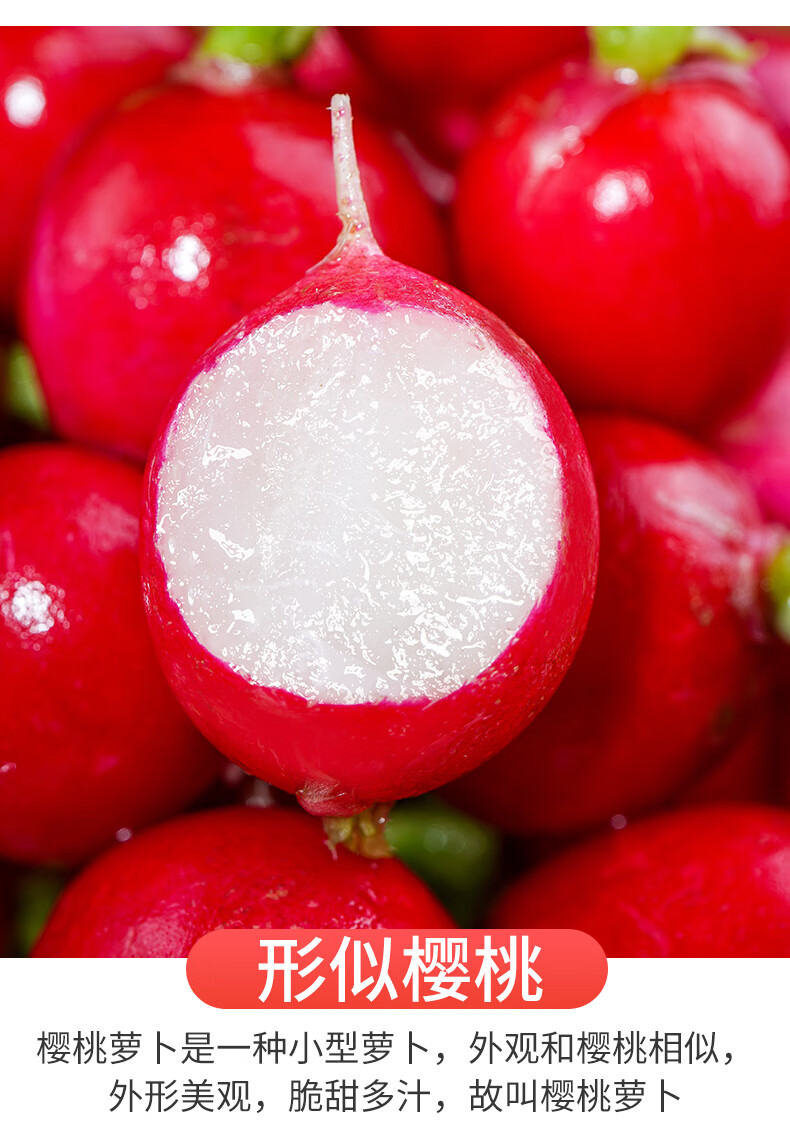 静境 新鲜樱桃萝卜红丁当季水果小红萝卜红丁甜脆青潍坊胡萝卜蔬菜 1