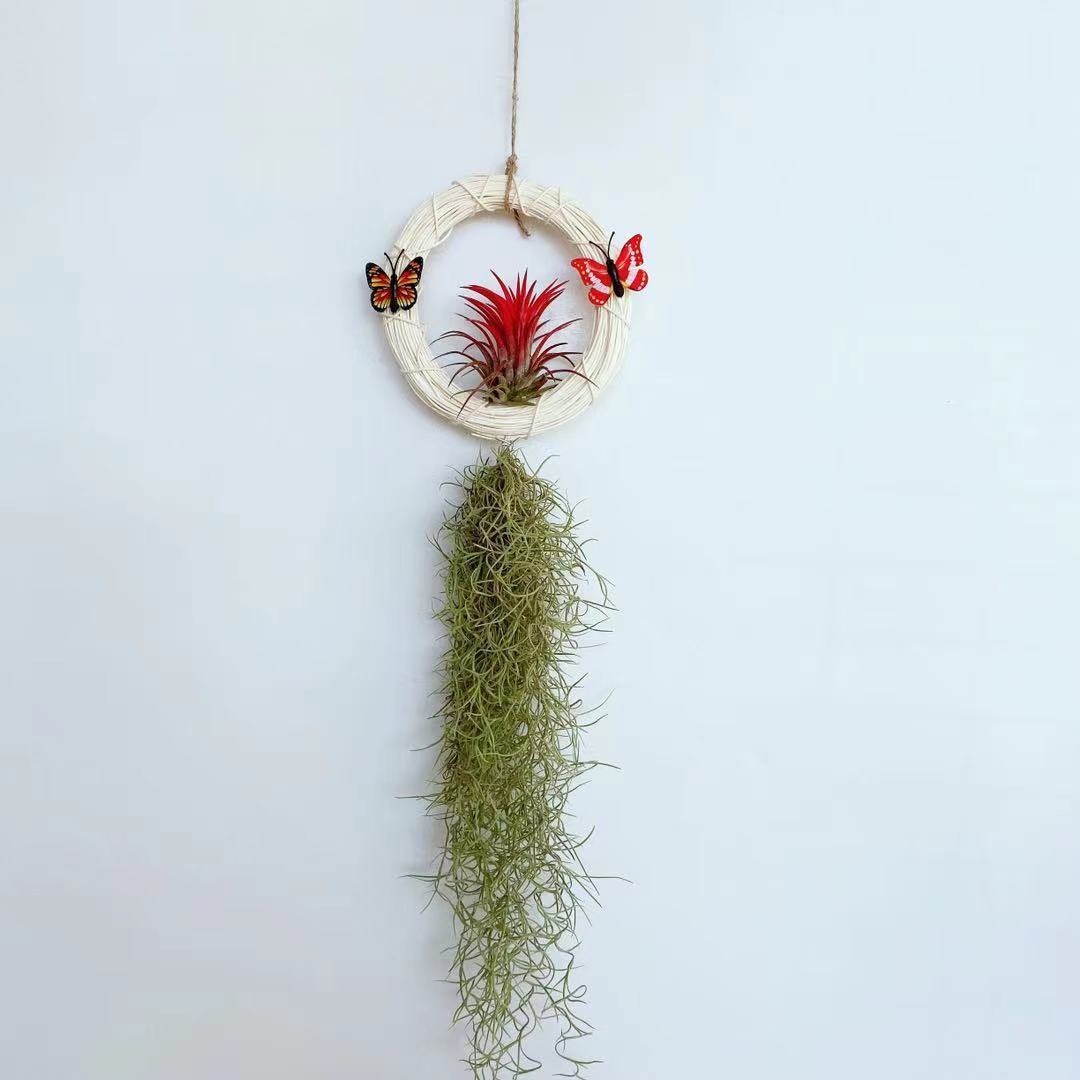 空气凤梨老人须松萝吊挂懒人无土植物吸甲醛净化空气喷水好养易活