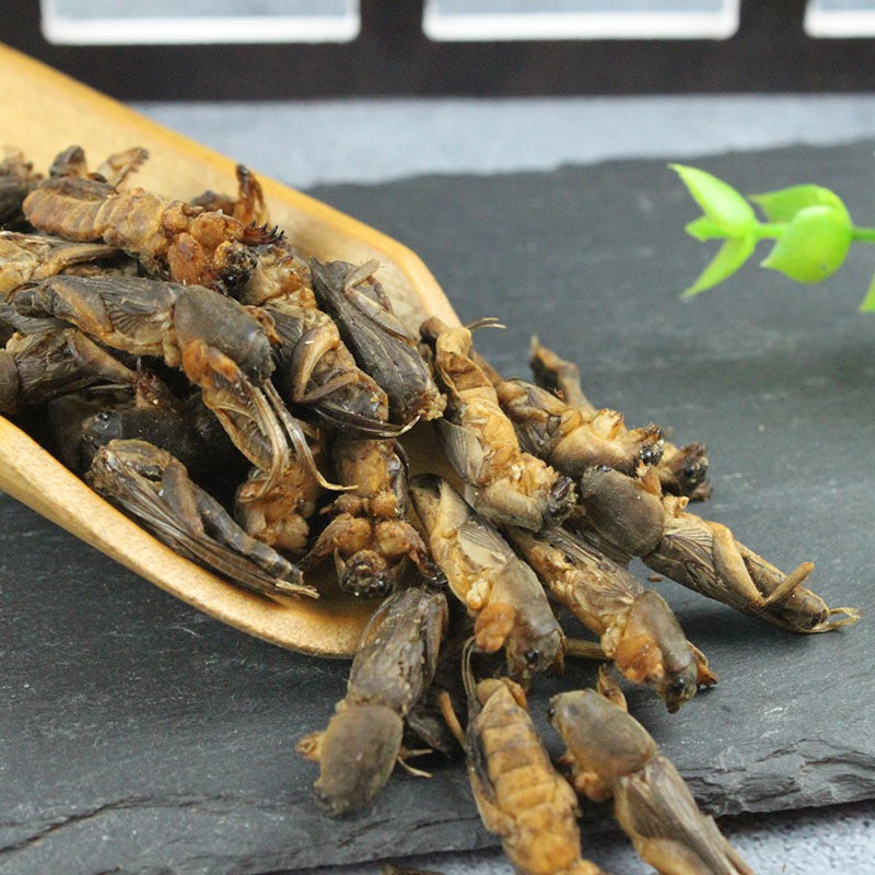 祁曦堂蝼蛄 500g 土狗 拉拉古 昆虫中药材 【蝼蛄】1000g【图片 价格