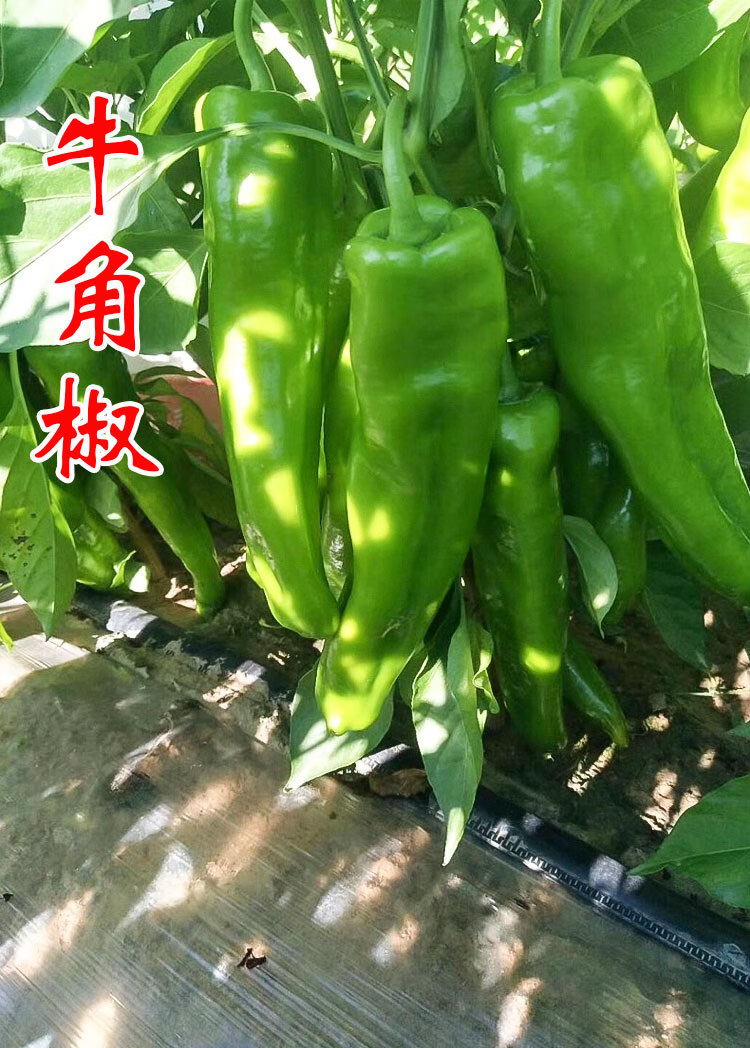 大果牛角椒種子【散裝】10粒【圖片 價格 品牌 報價】-京東