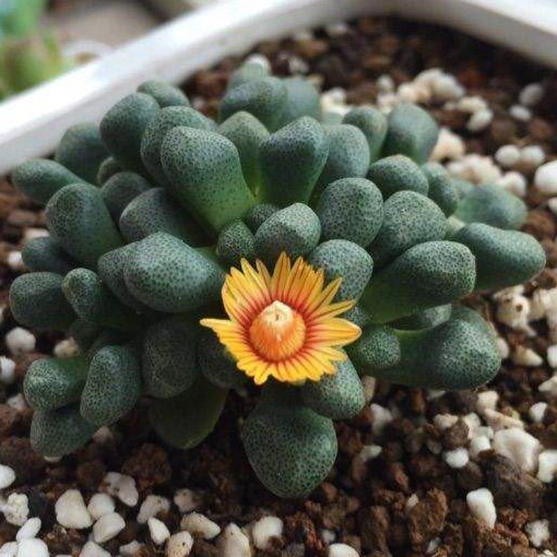 红怒涛丑八怪多肉植物盆栽银边四海波室内好养稀有天女唐扇老桩 红