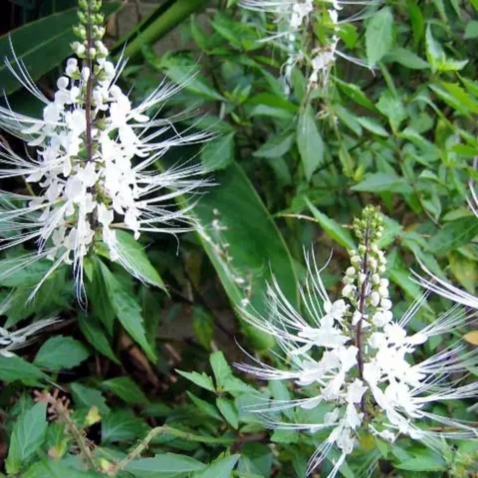 伟博带根原土发货 猫须草苗肾茶 猫须草盆栽 肾茶猫须公 5棵(带根原土