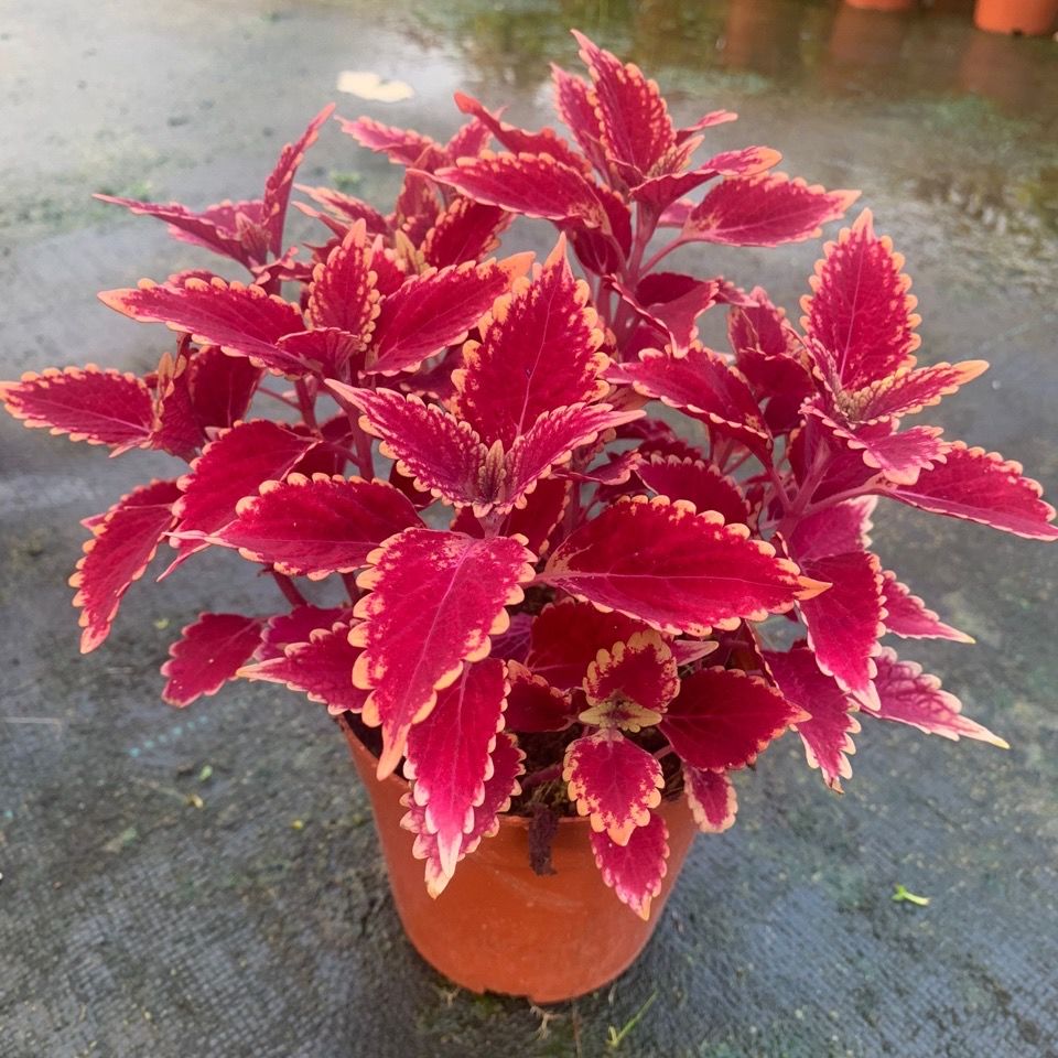 络咚棠轻奢彩叶草盆栽花卉五彩苏观叶植物室内阳台庭院四季常红开花好