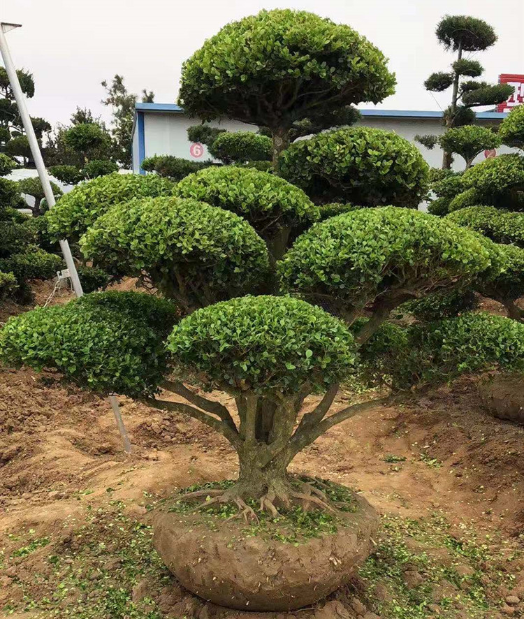 小叶瓜子黄杨造型树苗别墅庭院景观绿化老桩盆景四季常青耐寒绿植