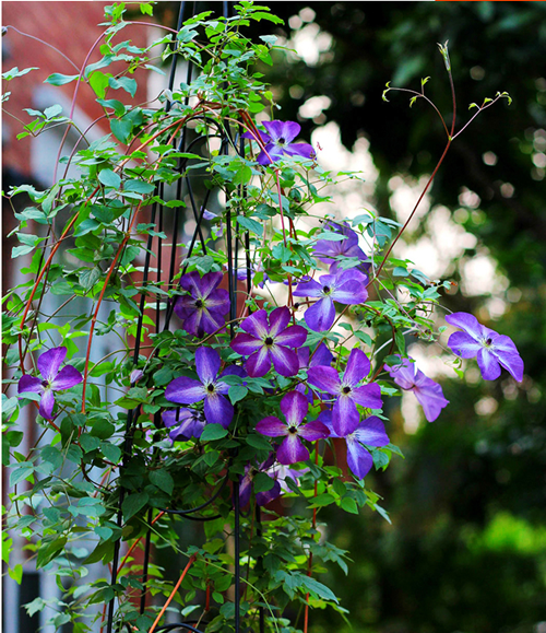 大花铁线莲花苗重瓣阳台庭院植物爬藤攀援花卉绿植20号爱炫5个种根肥