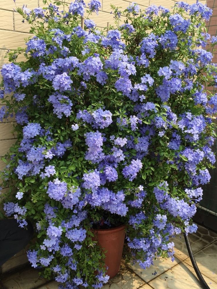 庭院爬藤网红花蓝雪花室内外地栽阳台都可以两盆120盆小盆