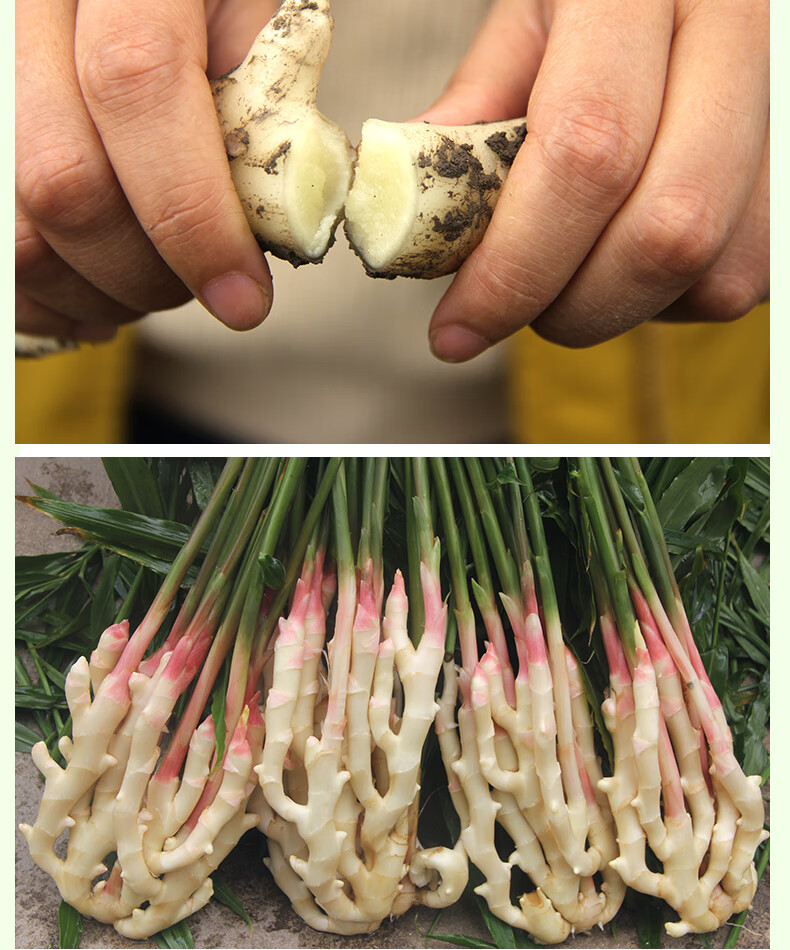 棠鲜生四川新鲜仔姜生姜四川嫩姜新鲜嫩仔姜现挖姜1500g