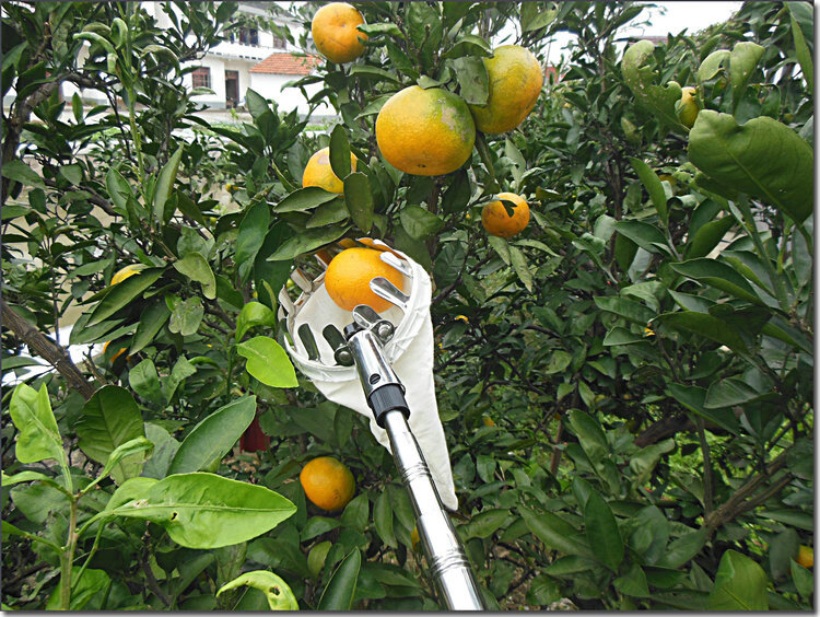 摘柚子神器 3 4 5 6 7米大号高空摘果器可伸缩采果神器柿子芒果柚子