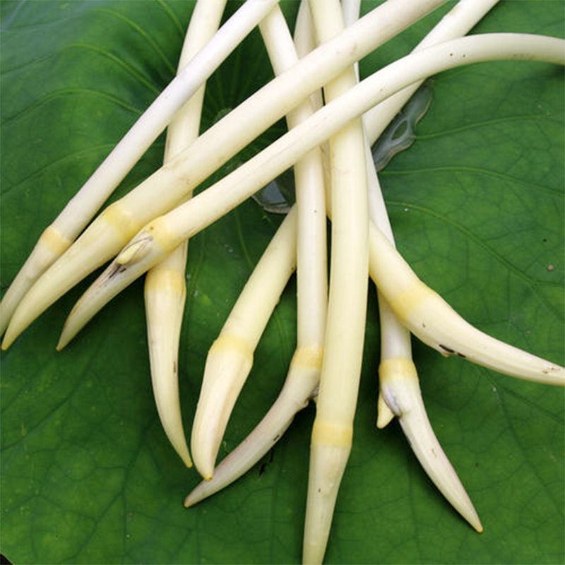 湖北洪湖特色新鲜藕带藕尖莲藕绿色藕梢子藕肠子新鲜蔬菜时令菜 1斤