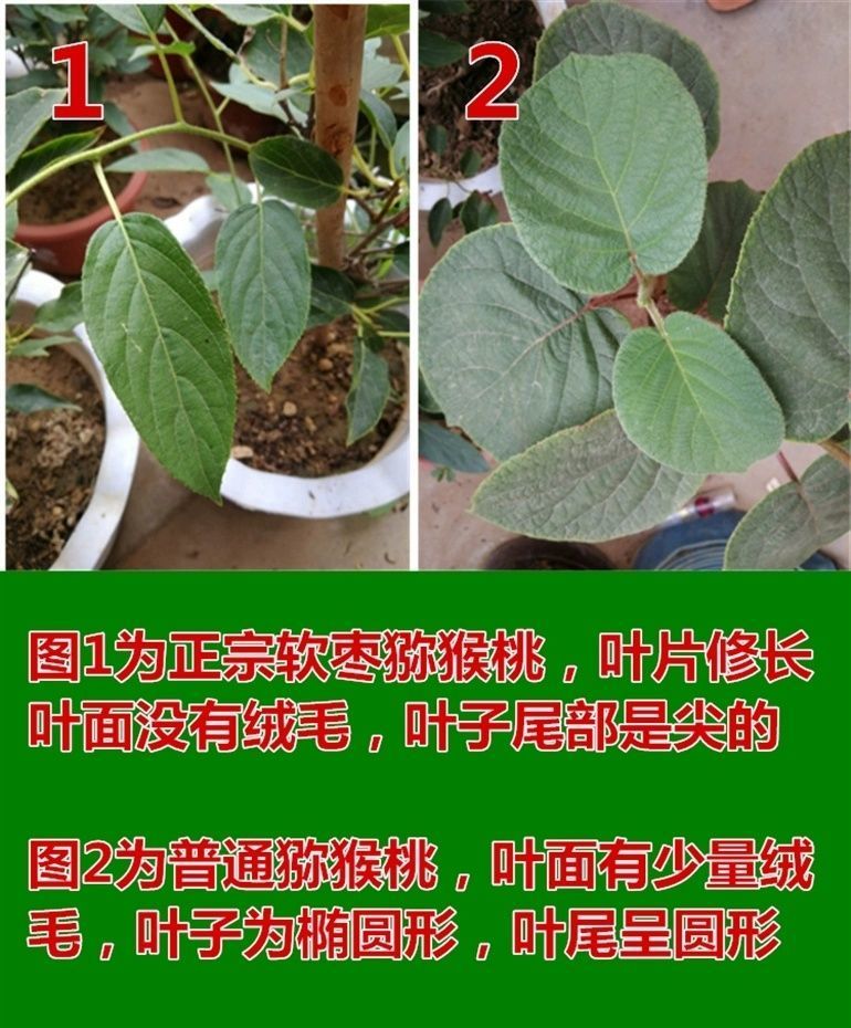 軟棗獼猴桃苗樹南北方種植正宗軟棗子盆栽地栽陽臺龍城二號圓棗子賓果