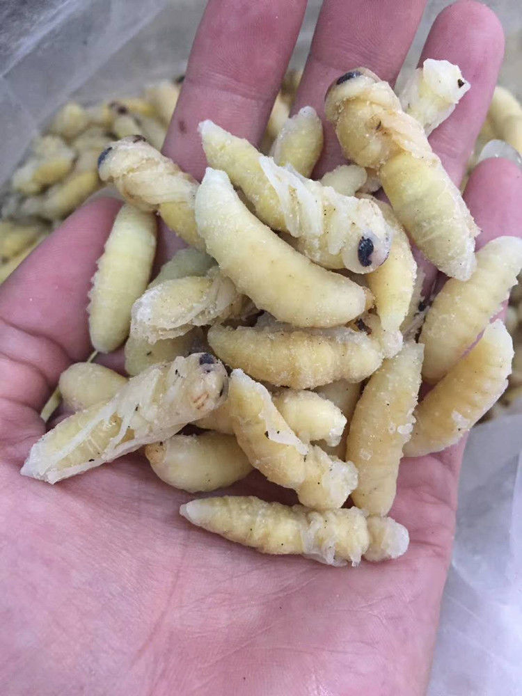 伟博特级速冻精选12级混合金环大虎头蜂蜂蛹大土蜂大地蜂大胡蜂蜂蛹