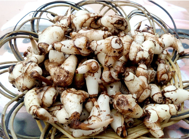 伟博贵州特级药用新鲜白芨中药材旱紫花糯小白及500g可做面膜【图片