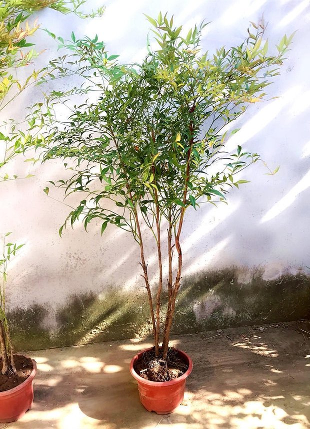 鹿凌亲 南天竹绿化庭院观果观叶植物南天竺火焰红天竹苗盆景盆栽 红