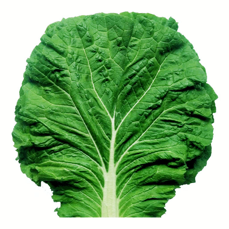 打饭包东北白菜叶子新鲜大白菜叶农家蔬菜包饭包菜叶子蘸酱菜现摘 10