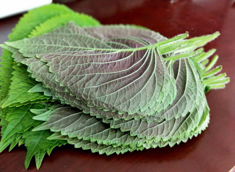 新鲜苏子叶农家多种规格烤肉叶料理绿色蔬菜紫苏菜叶 新鲜发货1斤装