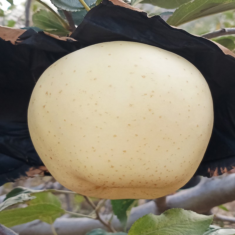 雪山白果奶油富士苹果牛奶苹果脆甜白色新鲜水果自然熟5斤大果