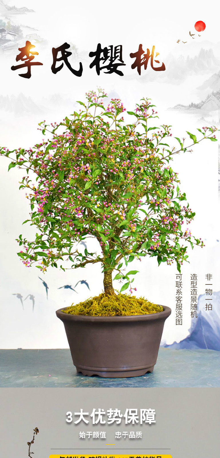 李氏樱桃盆景净化空气趣味微型开花结果办公桌阳台四季常青植物老桩
