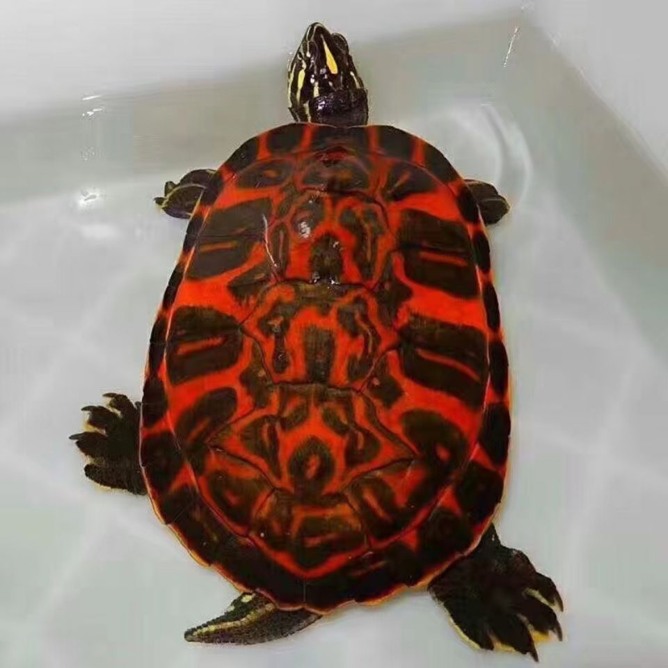 火焰龟杂交巴西龟图图片