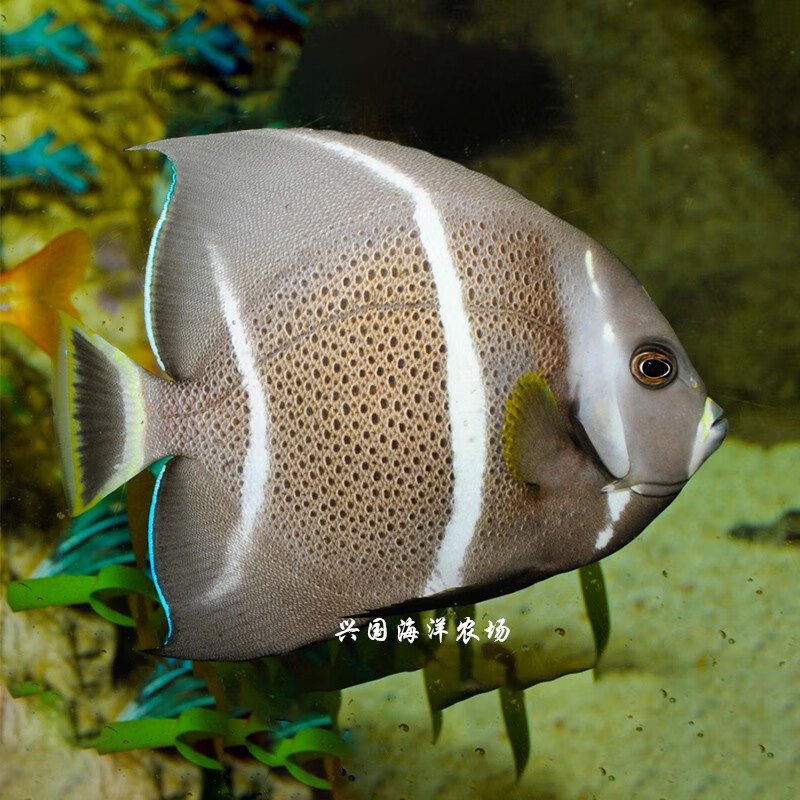 法国神仙活体海水鱼法仙大型神仙鱼皇帝海缸观赏宠物鱼快递包活兴国海