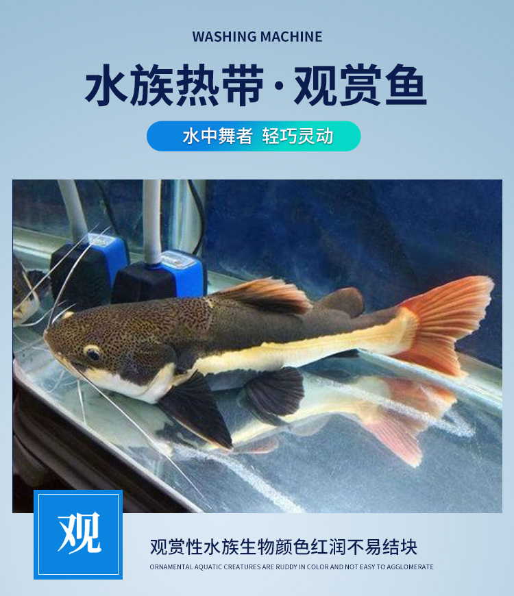 招财猫鱼苗活体狗仔鲸红尾猫底层鲶鱼鸭嘴热带观赏鱼大型龙鱼配鱼黄金