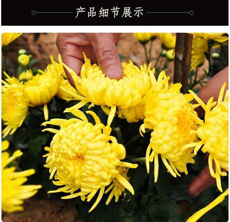 怀灵菊花茶罐装一朵一大杯明目泄火菊花茶贡菊金丝黄菊50g 50克 g 50