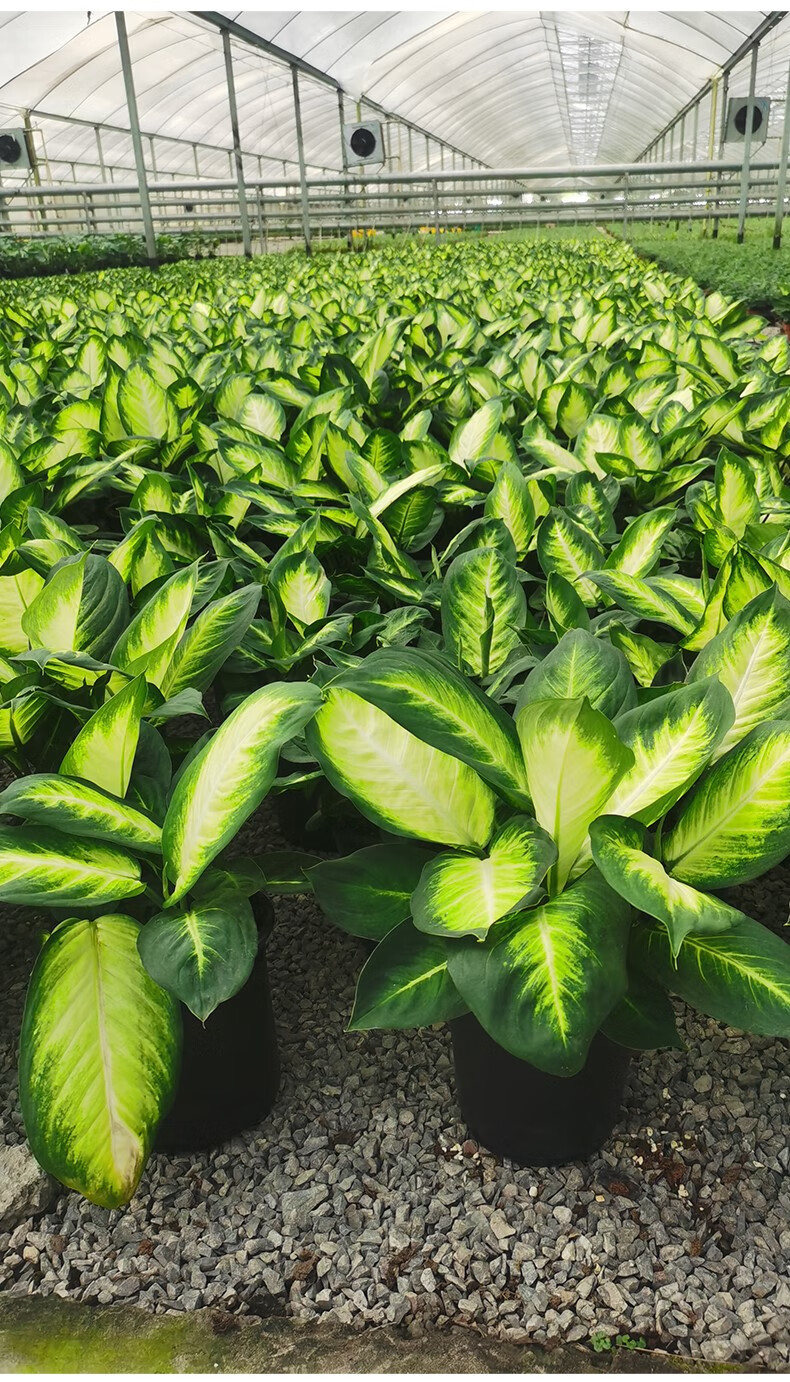 黄金玛丽安驱蚊水培植物网红室内绿植花卉好养办公桌面防辐射盆栽