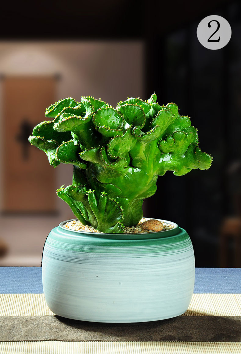 花姬膨珊瑚多肉盆栽植物室内办公室桌面室外阳台花卉好养耐旱膨珊瑚