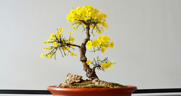 小叶虎蹄迎春盆景造型老桩提根造型盆栽绿迎春花黄老虎连翘花苗 7年