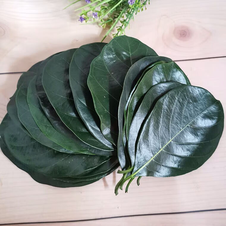 广东现摘新鲜菠萝叶大树菠萝叶菠萝蜜树叶菠萝叶片菠萝叶新鲜 20片