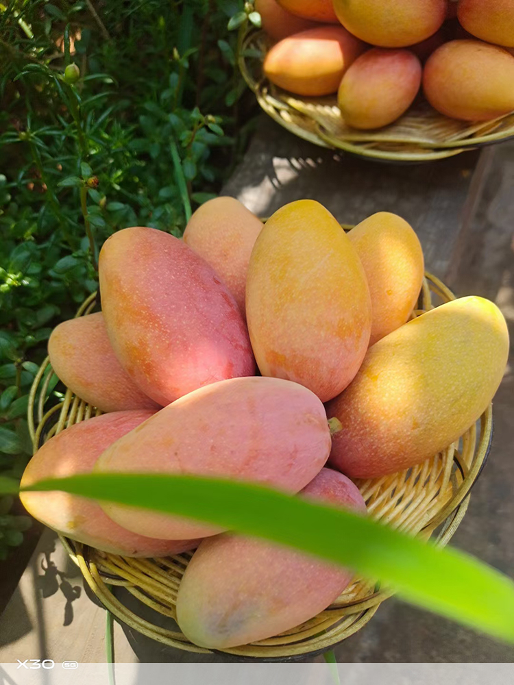 玫栀四川攀枝花小贵妃芒果彩色芒农产品新鲜水果小贵妃一级果4500g