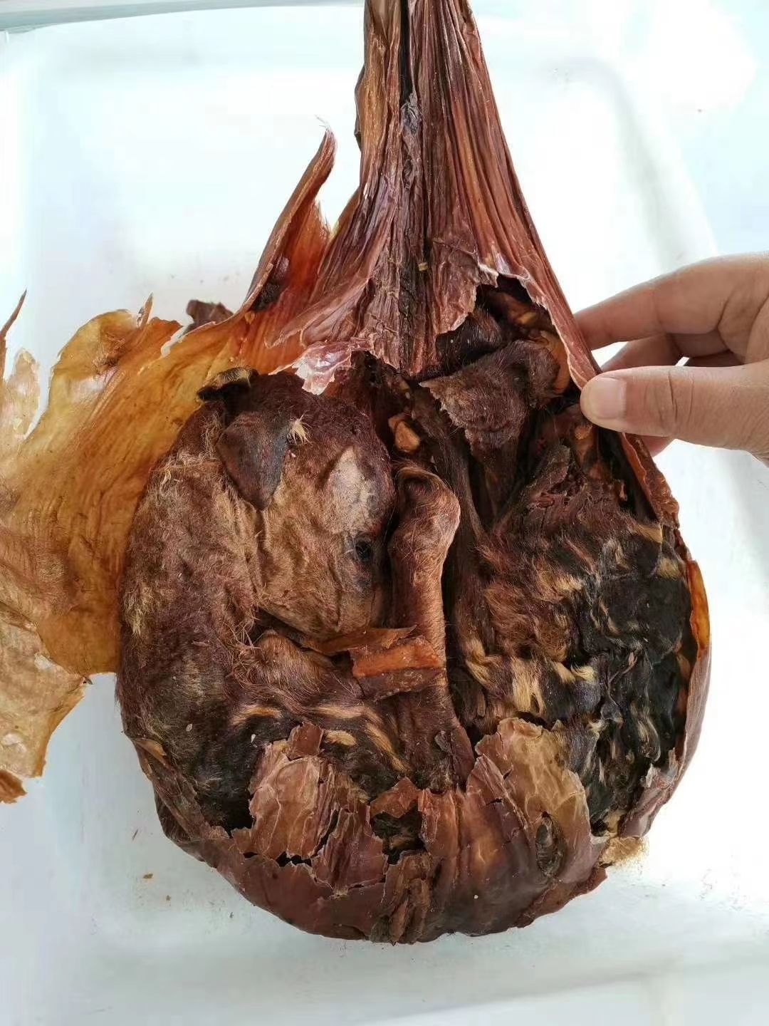 伟博吉林梅花鹿鹿胎粉一瓶250克干鹿胎磨粉带勺鹿胎粉一瓶半斤一瓶250