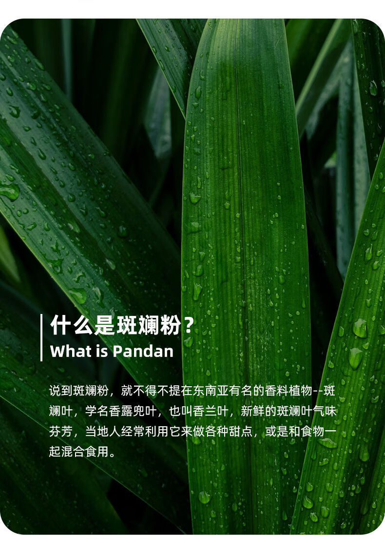 粽香斑斓粉 冻干香兰叶粉斑斓粉烘焙新鲜斑斓叶斑斓糕粉100g 100g