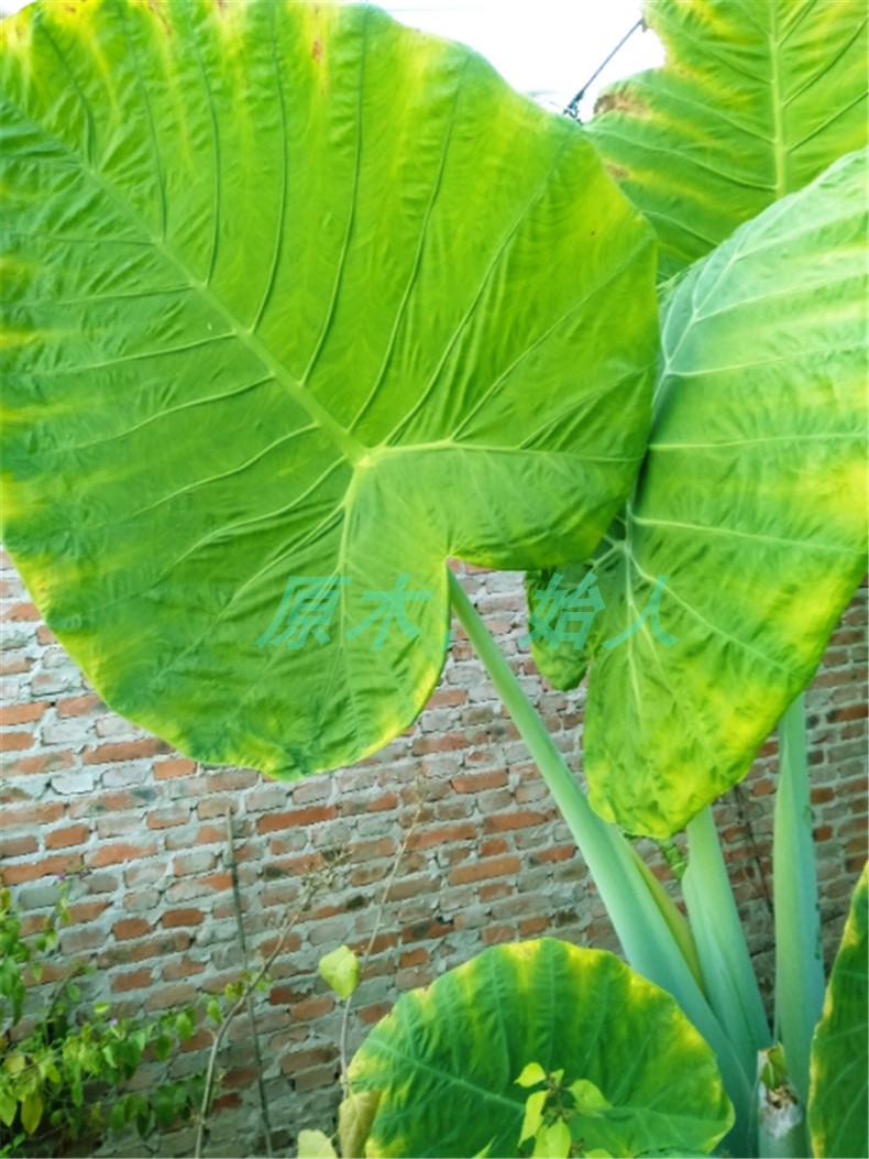 象耳芋正宗大野芋大葉盆栽大葉非霸王芋非滴水觀音紫梗象耳芋 象耳芋