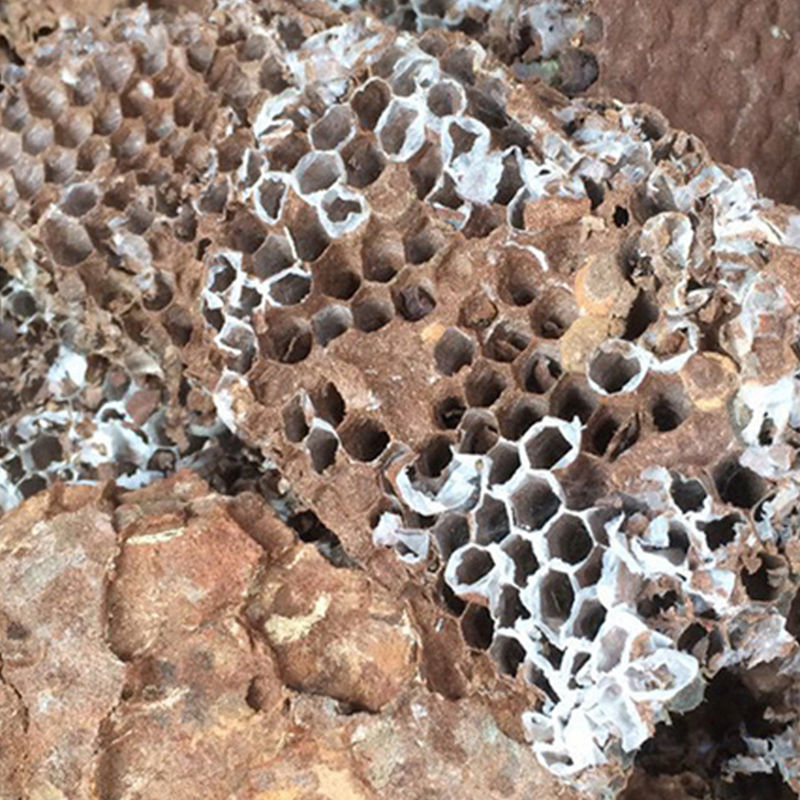 山蜂房 中药材 胡蜂巢 马蜂房 野蜂房 蜂房粉 250克 蜂房粉 250克