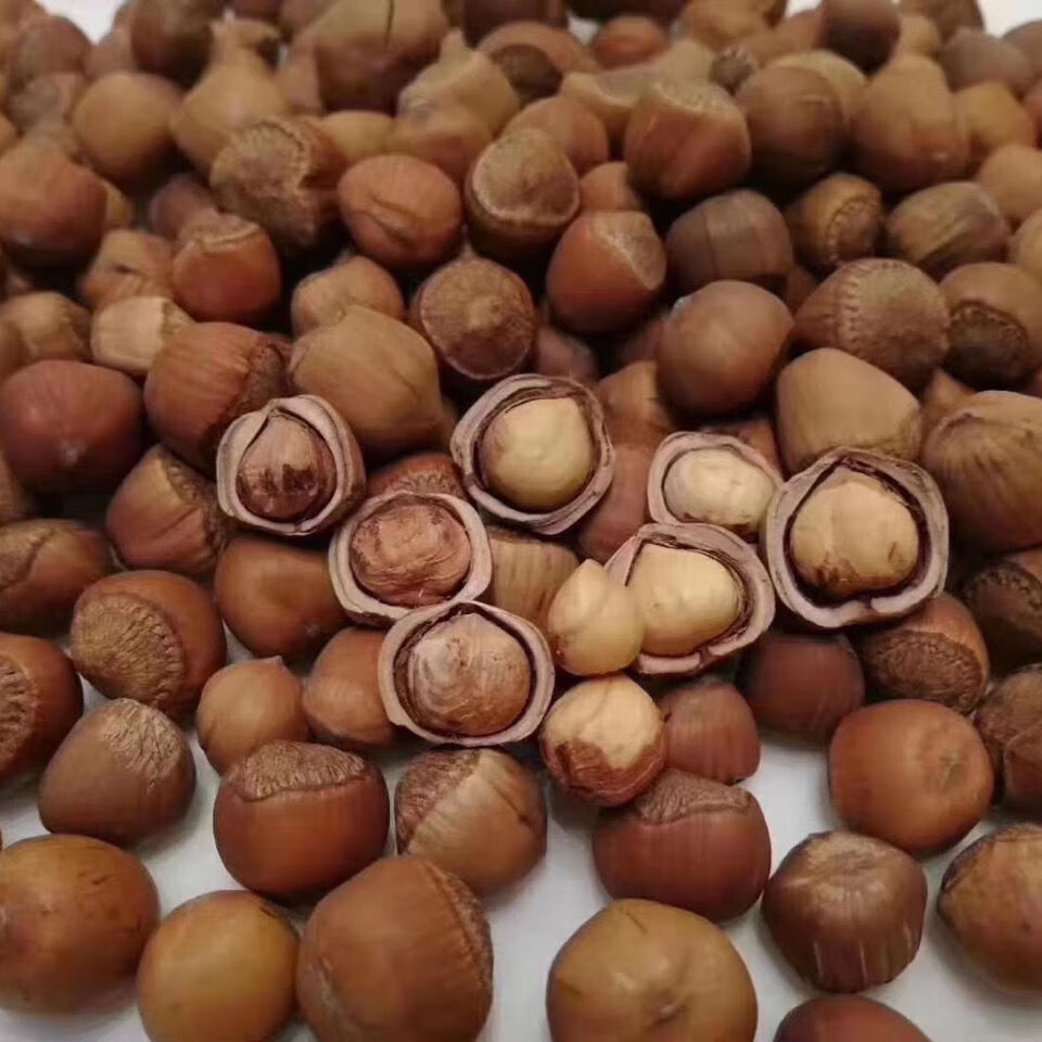 东北特产野生大榛子手拍榛子开口榛子产地特级大号榛子500g不开口