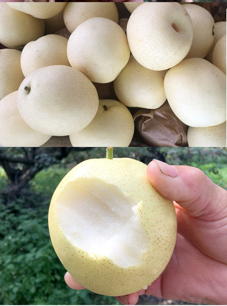 皇冠梨水果新鲜当季时令孕妇翠冠早酥特级白梨母梨子河北正宗雪梨 5斤