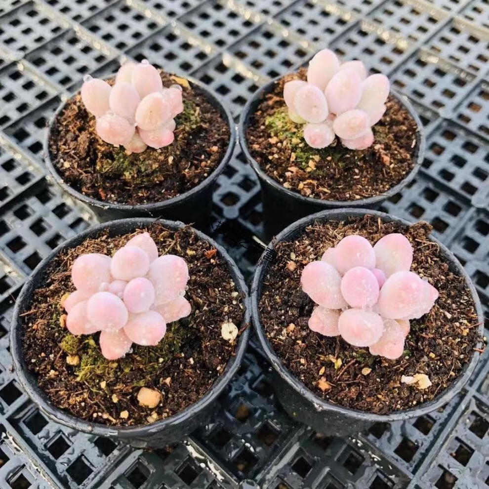 汤圆 多肉植物 韩国新品 糖豆 手指奶 迷你超萌 控养丸叶 小萌物