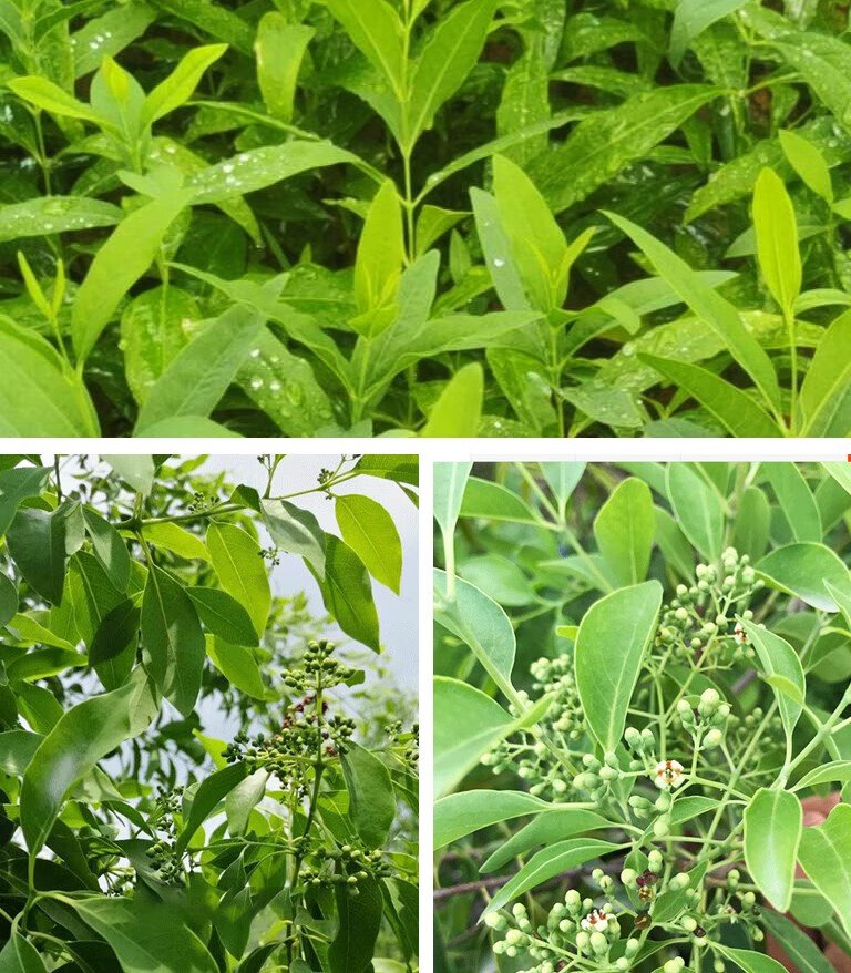 出售印度紫檀进口林木种子 木种子 檀香紫檀树种子 印度紫檀种子