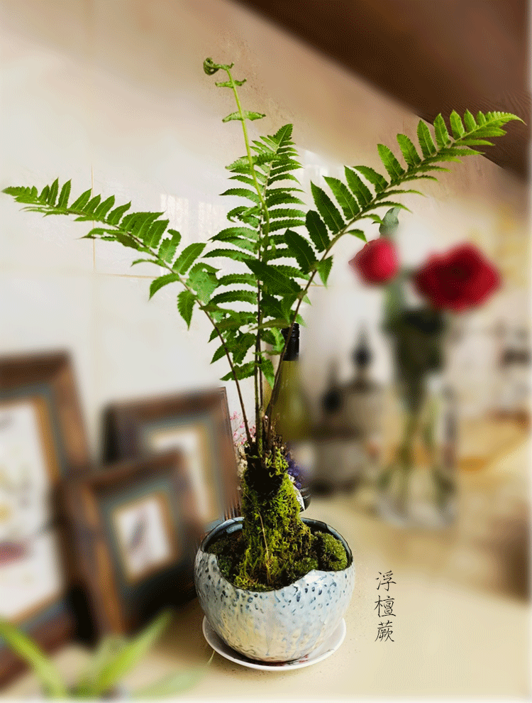 蕨类植物盆栽水培室内耐阴好养桌面苔藓球一叶蕨造景绿植波士顿蕨