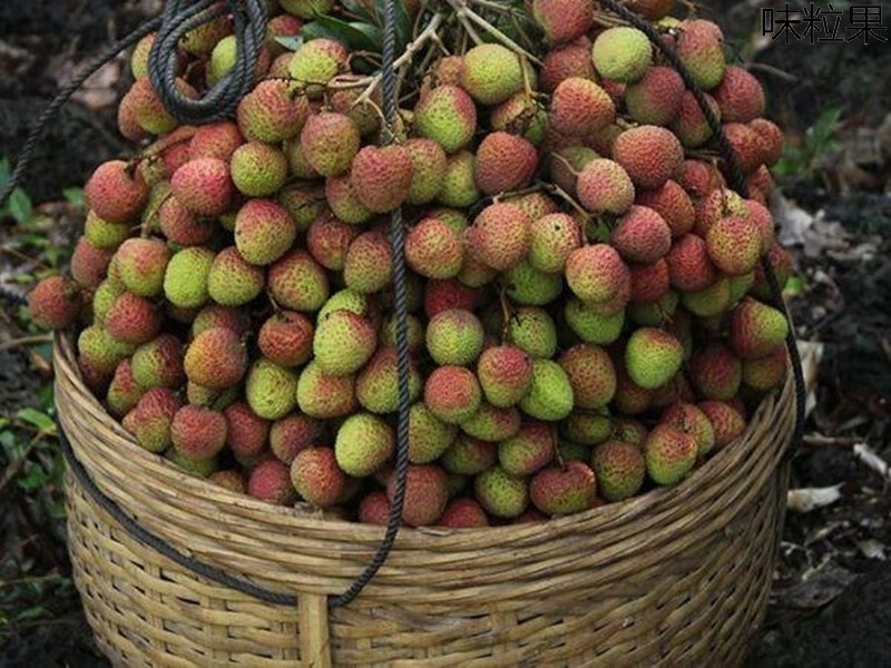 源外园现货现摘现发晚熟新鲜马贵荔枝5斤桂味大荔枝当季孕妇 水果顺丰