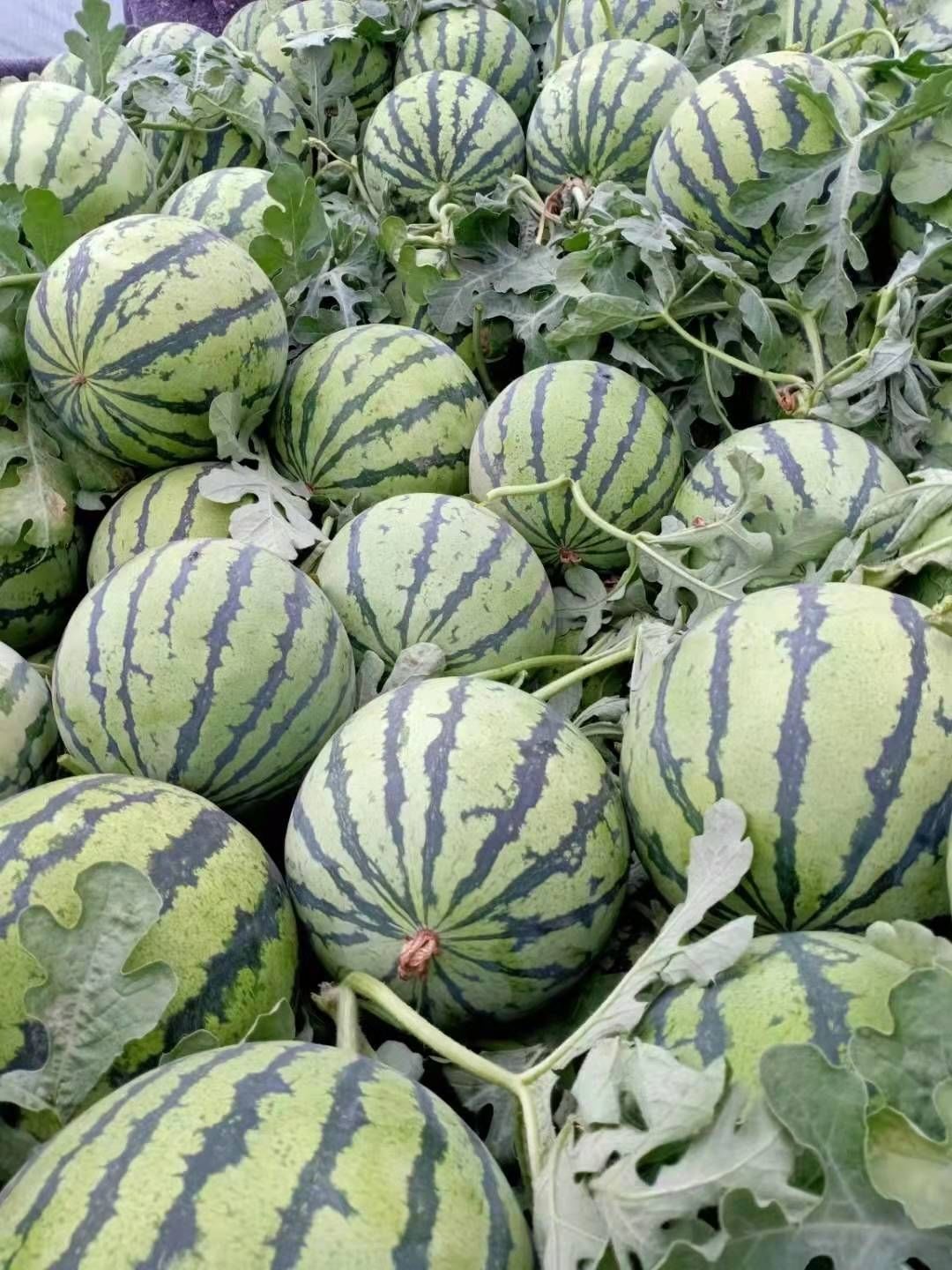 现摘8424冰糖麒麟清甜西瓜特价薄皮无籽多汁当季新鲜西瓜水果 3斤-4斤